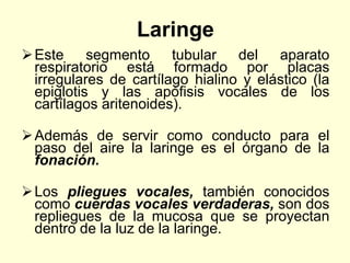 Laringe
Este segmento tubular del aparato
respiratorio está formado por placas
irregulares de cartílago hialino y elástico (la
epiglotis y las apófisis vocales de los
cartílagos aritenoides).
Además de servir como conducto para el
paso del aire la laringe es el órgano de la
fonación.
Los pliegues vocales, también conocidos
como cuerdas vocales verdaderas, son dos
repliegues de la mucosa que se proyectan
dentro de la luz de la laringe.
 
