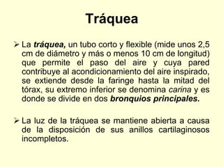 Tráquea
 La tráquea, un tubo corto y flexible (mide unos 2,5
cm de diámetro y más o menos 10 cm de longitud)
que permite el paso del aire y cuya pared
contribuye al acondicionamiento del aire inspirado,
se extiende desde la faringe hasta la mitad del
tórax, su extremo inferior se denomina carina y es
donde se divide en dos bronquios principales.
 La luz de la tráquea se mantiene abierta a causa
de la disposición de sus anillos cartilaginosos
incompletos.
 