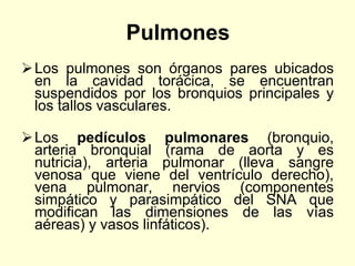Pulmones
Los pulmones son órganos pares ubicados
en la cavidad torácica, se encuentran
suspendidos por los bronquios principales y
los tallos vasculares.
Los pedículos pulmonares (bronquio,
arteria bronquial (rama de aorta y es
nutricia), arteria pulmonar (lleva sangre
venosa que viene del ventrículo derecho),
vena pulmonar, nervios (componentes
simpático y parasimpático del SNA que
modifican las dimensiones de las vías
aéreas) y vasos linfáticos).
 