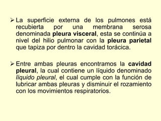  La superficie externa de los pulmones está
recubierta por una membrana serosa
denominada pleura visceral, esta se continúa a
nivel del hilio pulmonar con la pleura parietal
que tapiza por dentro la cavidad torácica.
 Entre ambas pleuras encontramos la cavidad
pleural, la cual contiene un líquido denominado
líquido pleural, el cual cumple con la función de
lubricar ambas pleuras y disminuir el rozamiento
con los movimientos respiratorios.
 
