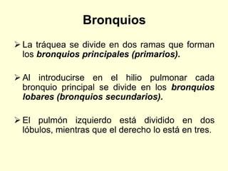 Bronquios
 La tráquea se divide en dos ramas que forman
los bronquios principales (primarios).
 Al introducirse en el hilio pulmonar cada
bronquio principal se divide en los bronquios
lobares (bronquios secundarios).
 El pulmón izquierdo está dividido en dos
lóbulos, mientras que el derecho lo está en tres.
 