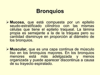 Bronquios
 Mucosa, que está compuesta por un epitelio
seudo-estratificado cilíndrico con las mismas
células que tiene el epitelio traqueal. La lámina
propia es semejante a la de la tráquea pero su
cantidad disminuye en proporción al diámetro de
los bronquios.
 Muscular, que es una capa continua de músculo
liso en los bronquios mayores. En los bronquios
menores está más adelgazada y menos
organizada y puede aparecer discontinua a causa
de su trayecto espiralado.
 