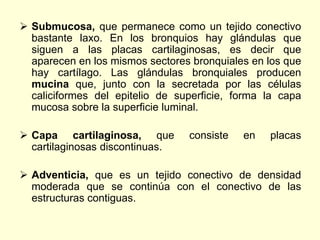  Submucosa, que permanece como un tejido conectivo
bastante laxo. En los bronquios hay glándulas que
siguen a las placas cartilaginosas, es decir que
aparecen en los mismos sectores bronquiales en los que
hay cartílago. Las glándulas bronquiales producen
mucina que, junto con la secretada por las células
caliciformes del epitelio de superficie, forma la capa
mucosa sobre la superficie luminal.
 Capa cartilaginosa, que consiste en placas
cartilaginosas discontinuas.
 Adventicia, que es un tejido conectivo de densidad
moderada que se continúa con el conectivo de las
estructuras contiguas.
 