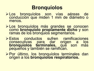 Bronquíolos
Los bronquíolos son vías aéreas de
conducción que miden 1 mm de diámetro o
menos.
Los bronquíolos más grandes se conocen
como bronquíolo propiamente dicho y son
ramas de los bronquios segmentarios.
Estos conductos sufren ramificaciones
consecutivas para dar origen a los
bronquíolos terminales, que son más
pequeños y también se ramifican.
Por último, los bronquíolos terminales dan
origen a los bronquíolos respiratorios.
 