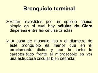Bronquíolo terminal
Están revestidos por un epitelio cúbico
simple en el cual hay células de Clara
dispersas entre las células ciliadas.
La capa de músculo liso y el diámetro de
este bronquíolo es menor que en el
propiamente dicho y por lo tanto lo
característico frente al microscopio es ver
una estructura circular bien definida.
 
