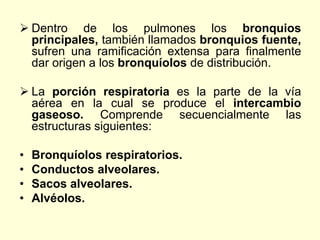  Dentro de los pulmones los bronquios
principales, también llamados bronquios fuente,
sufren una ramificación extensa para finalmente
dar origen a los bronquíolos de distribución.
 La porción respiratoria es la parte de la vía
aérea en la cual se produce el intercambio
gaseoso. Comprende secuencialmente las
estructuras siguientes:
• Bronquíolos respiratorios.
• Conductos alveolares.
• Sacos alveolares.
• Alvéolos.
 