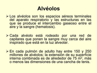 Alvéolos
 Los alvéolos son los espacios aéreos terminales
del aparato respiratorio y las estructuras en las
que se produce el intercambio gaseoso entre el
aire y la sangre (hematosis).
 Cada alvéolo está rodeado por una red de
capilares que ponen la sangre muy cerca del aire
inspirado que está en la luz alveolar.
 En cada pulmón de adulto hay entre 150 y 250
millones de alvéolos; la extensión de su superficie
interna combinada es de alrededor de 75 m2, más
o menos las dimensiones de una cancha de tenis.
 