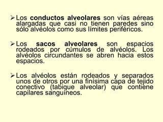 Los conductos alveolares son vías aéreas
alargadas que casi no tienen paredes sino
sólo alvéolos como sus límites periféricos.
Los sacos alveolares son espacios
rodeados por cúmulos de alvéolos. Los
alvéolos circundantes se abren hacia estos
espacios.
Los alvéolos están rodeados y separados
unos de otros por una finísima capa de tejido
conectivo (tabique alveolar) que contiene
capilares sanguíneos.
 