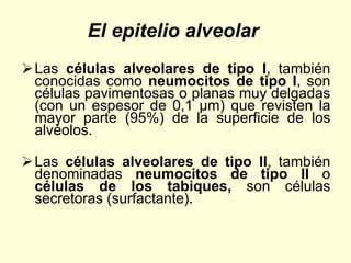 El epitelio alveolar
Las células alveolares de tipo I, también
conocidas como neumocitos de tipo I, son
células pavimentosas o planas muy delgadas
(con un espesor de 0,1 μm) que revisten la
mayor parte (95%) de la superficie de los
alvéolos.
Las células alveolares de tipo II, también
denominadas neumocitos de tipo II o
células de los tabiques, son células
secretoras (surfactante).
 