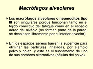 Macrófagos alveolares
 Los macrófagos alveolares o neumocitos tipo
III son singulares porque funcionan tanto en el
tejido conectivo del tabique como en el espacio
aéreo del alvéolo (no forman parte de la pared,
se desplazan libremente por el interior alveolar).
 En los espacios aéreos barren la superficie para
eliminar las partículas inhaladas, por ejemplo
polvo y polen, y este es el fundamento de uno
de sus nombres alternativos (células del polvo).
 