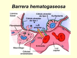Barrera hematogaseosa
 