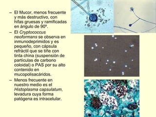 – El Mucor, menos frecuente
y más destructivo, con
hifas gruesas y ramificadas
en ángulo de 90º.
– El Cryptococcus
neoformans se observa en
inmunodeprimidos y es
pequeño, con cápsula
refráctil que se tiñe con
tinta china (suspensión de
partículas de carbono
coloidal) o PAS por su alto
contenido en
mucopolisacáridos.
– Menos frecuente en
nuestro medio es el
Histoplasma capsulatum,
levadura cuya forma
patógena es intracelular.
 