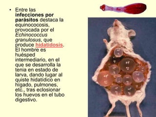 • Entre las
infecciones por
parásitos destaca la
equinococosis,
provocada por el
Echinococcus
granulosus, que
produce hidatidosis.
El hombre es
huésped
intermediario, en el
que se desarrolla la
tenia en estado de
larva, dando lugar al
quiste hidatídico en
hígado, pulmones,
etc., tras eclosionar
los huevos en el tubo
digestivo.
 