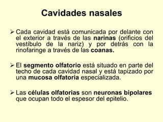 Cavidades nasales
 Cada cavidad está comunicada por delante con
el exterior a través de las narinas (orificios del
vestíbulo de la nariz) y por detrás con la
rinofaringe a través de las coanas.
 El segmento olfatorio está situado en parte del
techo de cada cavidad nasal y está tapizado por
una mucosa olfatoria especializada.
 Las células olfatorias son neuronas bipolares
que ocupan todo el espesor del epitelio.
 