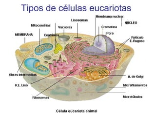 Tipos de células eucariotas
Célula eucariota animal
 