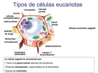 Tipos de células eucariotas
Célula eucariota vegetal
La célula vegetal se caracteriza por:
• Tener una pared celular además de membrana.
•Presenta cloroplastos, responsables de la fotosíntesis
•Carece de centriolos.
 