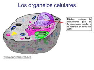 Los organelos celulares
Núcleo: contiene la
instrucciones para el
funcionamiento celular y
la herencia en forma de
ADN.
 