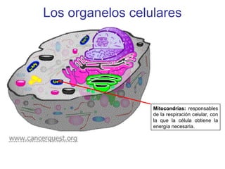Los organelos celulares
Mitocondrias: responsables
de la respiración celular, con
la que la célula obtiene la
energía necesaria.
 
