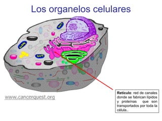 Los organelos celulares
Retículo: red de canales
donde se fabrican lípidos
y proteínas que son
transportados por toda la
célula..
 