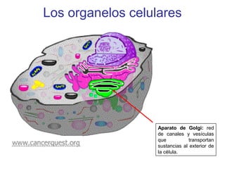 Los organelos celulares
Aparato de Golgi: red
de canales y vesículas
que transportan
sustancias al exterior de
la célula.
 
