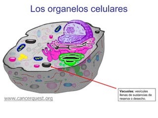 Los organelos celulares
Vacuolas: vesículas
llenas de sustancias de
reserva o desecho.
 