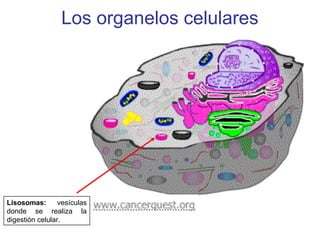 Los organelos celulares
Lisosomas: vesículas
donde se realiza la
digestión celular.
 