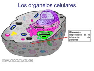 Los organelos celulares
Ribosomas:
responsables de la
fabricación de
proteínas
 