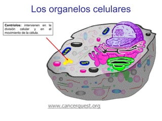 Los organelos celulares
Centriolos: intervienen en la
división celular y en el
movimiento de la célula.
 