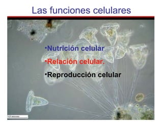 Las funciones celulares
•Nutrición celular
•Relación celular.
•Reproducción celular
 