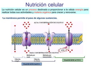 Nutrición celular
La nutrición celular es un proceso destinado a proporcionar a la célula energía para
realizar todas sus actividades y materia orgánica para crecer y renovarse.
•La membrana permite el paso de algunas sustancias.
 