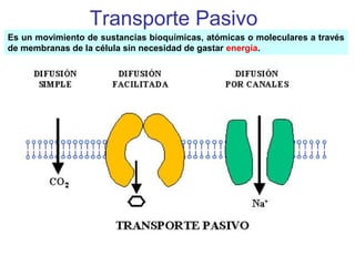 Transporte Pasivo
Es un movimiento de sustancias bioquímicas, atómicas o moleculares a través
de membranas de la célula sin necesidad de gastar energía.
 
