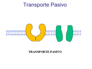 Transporte Pasivo
 