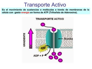 Transporte Activo
Es el movimiento de sustancias o moléculas a través de membranas de la
célula con gasto energía en forma de ATP (Trifosfato de Adenosina).
 