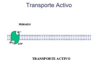 Transporte Activo
 