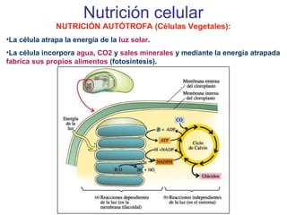 Nutrición celular
NUTRICIÓN AUTÓTROFA (Células Vegetales):
•La célula atrapa la energía de la luz solar.
•La célula incorpora agua, CO2 y sales minerales y mediante la energía atrapada
fabrica sus propios alimentos (fotosíntesis).
 