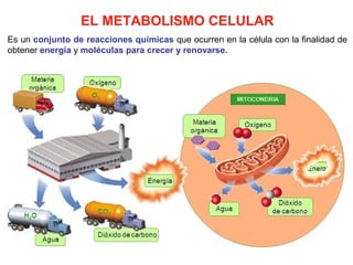 EL METABOLISMO CELULAR
Es un conjunto de reacciones químicas que ocurren en la célula con la finalidad de
obtener energía y moléculas para crecer y renovarse.
 