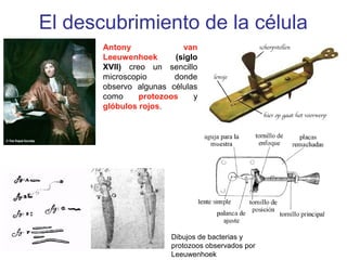 El descubrimiento de la célula
Antony van
Leeuwenhoek (siglo
XVII) creo un sencillo
microscopio donde
observo algunas células
como protozoos y
glóbulos rojos.
Dibujos de bacterias y
protozoos observados por
Leeuwenhoek
 