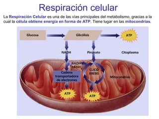 Respiración celular
La Respiración Celular es una de las vías principales del metabolismo, gracias a la
cual la célula obtiene energía en forma de ATP. Tiene lugar en las mitocondrias.
 