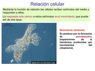 Relación celular
Mediante la función de relación las células reciben estímulos del medio y
responden a ellos.
La respuesta más común a estos estímulos es el movimiento, que puede
ser de dos tipos:
Movimiento ameboide:
Se produce por la formación
de pseudópodos,
(expansiones de la
membrana producidos por
movimientos del
citoplasma).
 