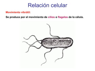 Relación celular
Movimiento vibrátil:
Se produce por el movimiento de cilios o flagelos de la célula.
 