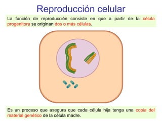 Reproducción celular
La función de reproducción consiste en que a partir de la célula
progenitora se originan dos o más células.
Es un proceso que asegura que cada célula hija tenga una copia del
material genético de la célula madre.
 