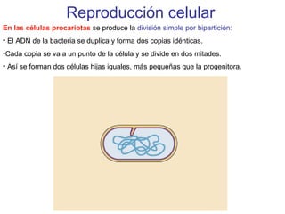 Reproducción celular
En las células procariotas se produce la división simple por bipartición:
• El ADN de la bacteria se duplica y forma dos copias idénticas.
•Cada copia se va a un punto de la célula y se divide en dos mitades.
• Así se forman dos células hijas iguales, más pequeñas que la progenitora.
 
