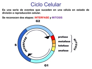 Ciclo Celular
Es una serie de eventos que suceden en una célula en estado de
división o reproducción celular.
Se reconocen dos etapas: INTERFASE y MITOSIS
 