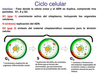 Ciclo celular
Interfase : Fase donde la célula crece y el ADN se duplica, comprende tres
períodos: G1, S y G2.
G1 (gap 1) crecimiento activo del citoplasma, incluyendo los organelos
celulares.
S (síntesis) replicación del ADN.
G2 (gap 2) síntesis del material citoplasmático necesario para la división
celular.
 