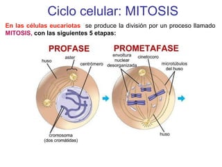 Ciclo celular: MITOSIS
En las células eucariotas se produce la división por un proceso llamado
MITOSIS, con las siguientes 5 etapas:
 