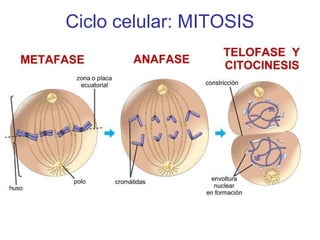 Ciclo celular: MITOSIS
 