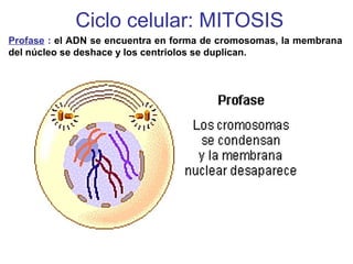 Profase : el ADN se encuentra en forma de cromosomas, la membrana
del núcleo se deshace y los centriolos se duplican.
Ciclo celular: MITOSIS
 