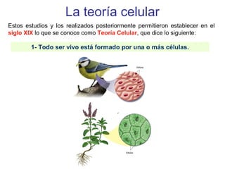La teoría celular
Estos estudios y los realizados posteriormente permitieron establecer en el
siglo XIX lo que se conoce como Teoría Celular, que dice lo siguiente:
1- Todo ser vivo está formado por una o más células.
 