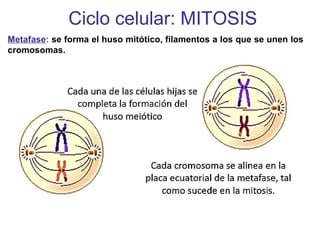 Metafase: se forma el huso mitótico, filamentos a los que se unen los
cromosomas.
Ciclo celular: MITOSIS
 