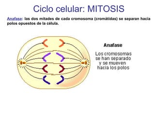 Anafase: las dos mitades de cada cromosoma (cromátidas) se separan hacia
polos opuestos de la célula.
Ciclo celular: MITOSIS
 